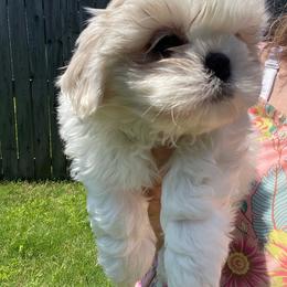 Sully - Cream and white male Shih Tzu puppy in Cabot, Arkansas from Twilight Shih Tzu