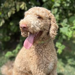 Harley - Goldendoodle