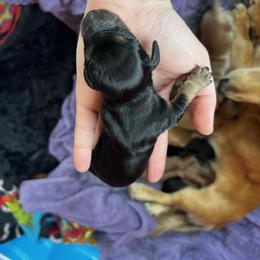 Border Collie and Dachshund Puppies from Chappell Stables
