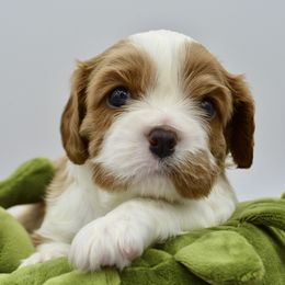 Cavalier King Charles Spaniel Puppies from Goddens Cavaliers