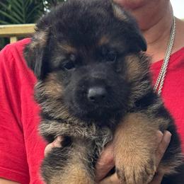 Atlas - Black and red male German Shepherd puppy in Weston, Florida from Vom Bethel European German Shepherds