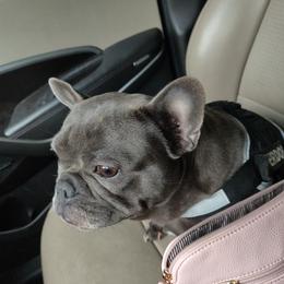 Caleah - French Bulldog