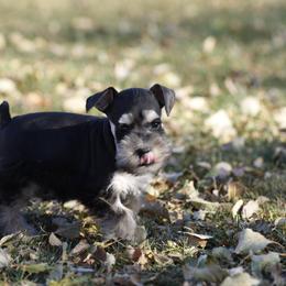 Miniature Schnauzer Puppies from Snowflake Schnauzers