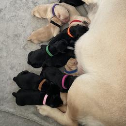Black boy - Black male Labrador Retriever puppy in Palm Springs, California from Outlaws Labradors