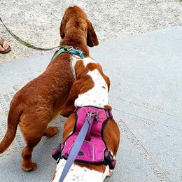 Basset Hounds from H.H.Empire