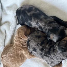 Bernedoodle Puppies from Cascade Country Doodles