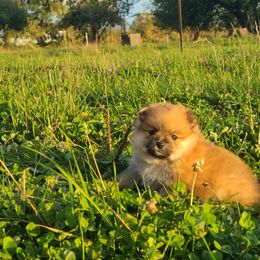 Copper - Orange sable male Pomeranian puppy in Longview, Washington from Mckee's Pomeranians