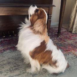 Blackjack - Cavalier King Charles Spaniel