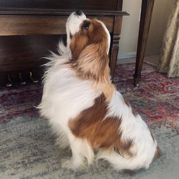 Blackjack - Cavalier King Charles Spaniel