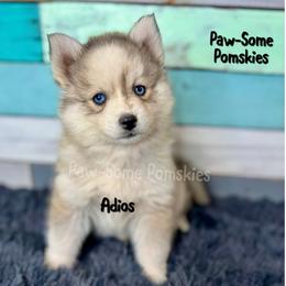 Adios - Silver and white male Pomsky puppy in Krum, Texas from Paw-Some Pomskies
