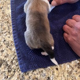 Girl 3 - Sable Collie puppy in Canyon, Texas from Flying W Collies