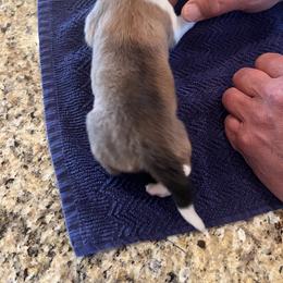 Girl 3 - Sable Collie puppy in Canyon, Texas from Flying W Collies