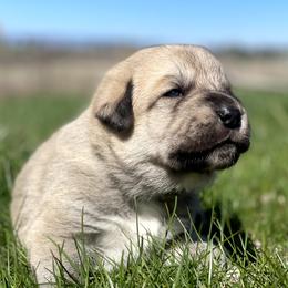 Boy 1 - Fawn male Anatolian Shepherd Dog puppy in Kalispell, Montana from Wild Rooster Family Farm – AKC Anatolian Shepherd Breeder, OFA Health Tested