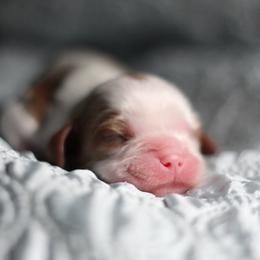 Sambuka - Blenheim male Cavalier King Charles Spaniel puppy in Wesley Chapel, Florida from Ohana Cavaliers