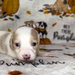 Tink - Cream female Dachshund puppy in Poteau, Oklahoma from Sisters Dazzling Dachshunds