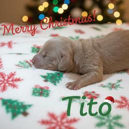 Tito - Gray (blue) and tan male Dachshund puppy in Marshall, Texas from Wilson's Kennels