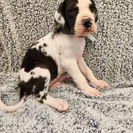 Bourbon - Harlequin Great Dane puppy in Cleburne, Texas from Nick and Megan's Danes