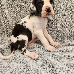 Bourbon - Harlequin Great Dane puppy in Cleburne, Texas from Nick and Megan's Danes