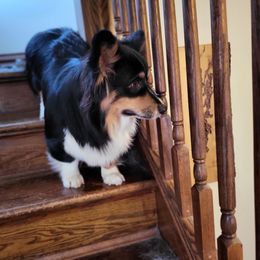 Elsa - Pembroke Welsh Corgi