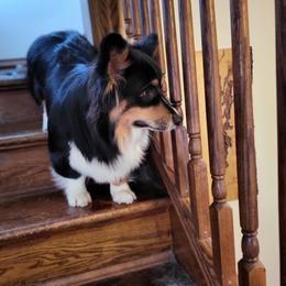 Elsa - Pembroke Welsh Corgi