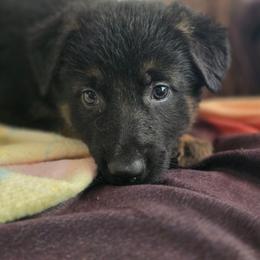 Female 4 - Black and tan female German Shepherd puppy in Leon, West Virginia from Heart2Heart Kennels