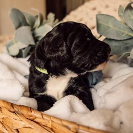 Bernedoodle and Labradoodle Puppies from Royal Doodles