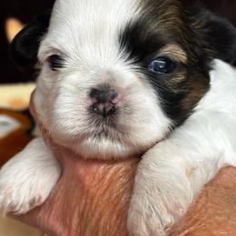 Macy - Black and white female Shih Tzu puppy in Claremont, California from Lovable Shih Tzus