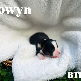 Eowyn - Black tri female Miniature American Shepherd puppy in Washington from Shamayim Shepherds
