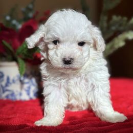 Yogi - White male Maltipoo puppy in Wendell, North Carolina from Teddys Teddy Bears