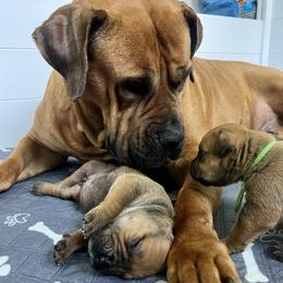 Boerboel puppies from Southern Pride Boerboels