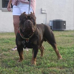 American Bully puppies from Squash Blossom Bullies