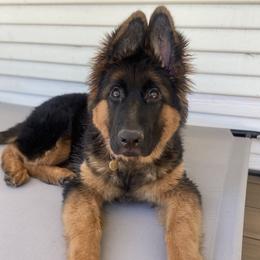 German Shepherd Puppies from Marvel German Shepherds