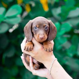 Jasmine - Chocolate and tan female Dachshund puppy in Fort Myers, Florida from Blossom Paws