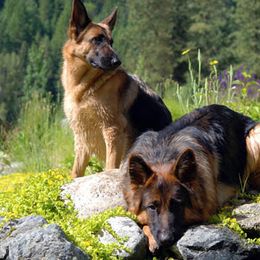 German Shepherds from Tannhauser German Shepherds
