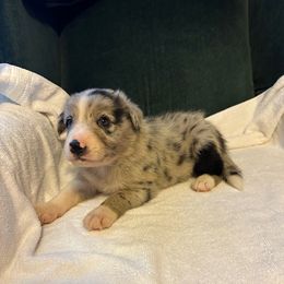 Merle - Blue merle male Border Collie puppy in Henagar, Alabama from Ridge Kap Border Collies