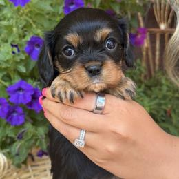 Connie - Black and tan female Cavalier King Charles Spaniel puppy in Lula, Georgia from Cavaliers by Crumley