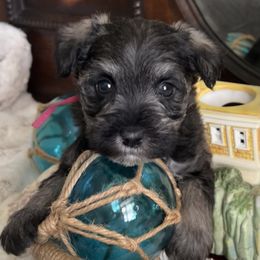Cheer Bear - Salt and pepper female Miniature Schnauzer puppy in Elk Grove, California from Meuser's Miniature Schnauzers