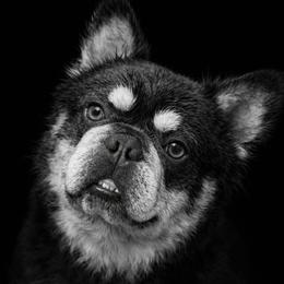 Sanchez - French Bulldog