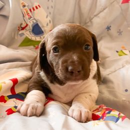 Girl 1 - Piebald female Dachshund puppy in Tennessee from Garage Door Kennels