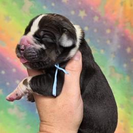 Blanketed harlequin tan or brindle point - Harlequin male Great Dane puppy in Port Clinton, Ohio from LakeSide Danes