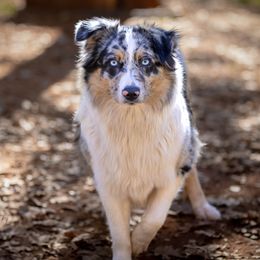 Australian Shepherds and Miniature Australian Shepherds from Skiba Aussies