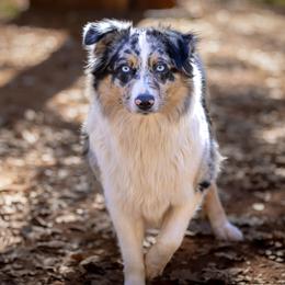 Australian Shepherds and Miniature Australian Shepherds from Skiba Aussies