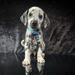 Raiju - White and black male Dalmatian puppy in Salem, Missouri from Paradise Spots Dalmatians