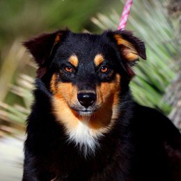 Flavia - Black tri-color female Australian Shepherd puppy in Pima, Arizona from Lazy D Ranch Australian Shepherds