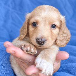 Samuel - Cream male Dachshund puppy in Michigan And Florida Locations, Michigan from UP North Dachshunds UPNDLLC