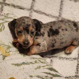 Dachshund Puppies from Darling Dachshunds