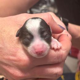 Girl 2 - Parti female Miniature Schnauzer puppy in Pittsboro, North Carolina from Starry Sky Schnauzers