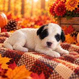 Oreo - Black and white female Cavapoo puppy in Myrtle Beach, South Carolina from Colorful-K9'S