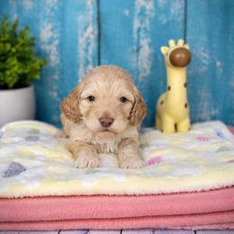 Bellatrix - Cream female Cockapoo puppy in Reidsville, North Carolina from Something to Bark About Dog Training