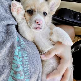 American Corgi Puppies from 5H Corgis